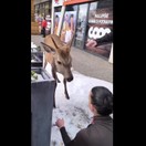 Keď ľudská hlúposť nemá hraníc: žena v Tatrách pri potravinách kŕmila jeleňa, nasledoval útok