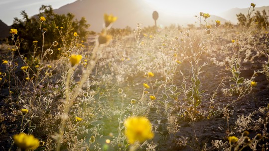 Zázrak v najhorúcejšom mieste Zeme: Údolie smrti zaplavili tisíce kvetov