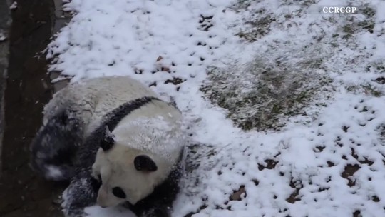 Pandy si užívajú sneh a zimu