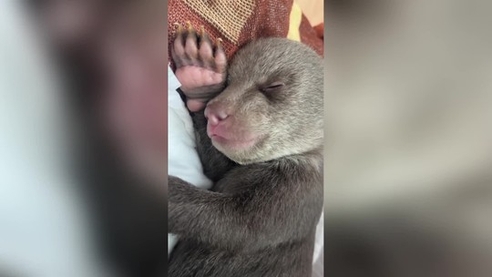 Mláďatá po zastrelenej medvedici prežili prvú noc, bolo to náročné