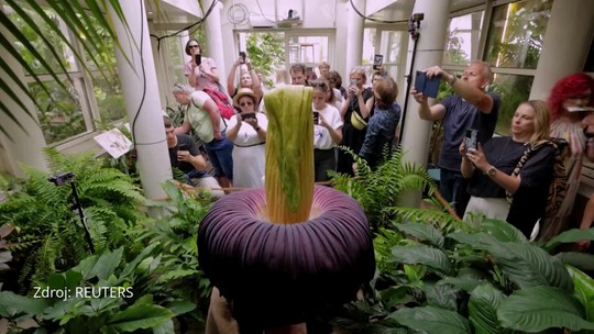 Vzácna „mŕtvolná kvetina “ rozkvitla v botanickej záhrade. Jej príšerný smrad láka davy ovoniavačov