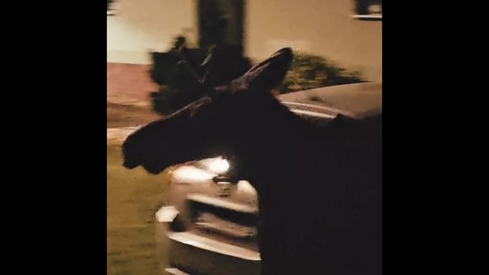 Celebrita tohto leta, los Emil, doputoval na Slovensko. Takto ho vítali v Skalici