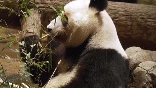 Pandy sa lúčia s Tokiom. Čína si ich berie domov, Japonsko nové nedostane