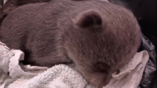 Filip Kuffa a medvieďatá po zastrelenej medvedici