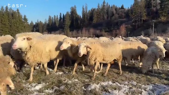 Na Orave zháňajú približne 800 oviec tradičným spôsobom