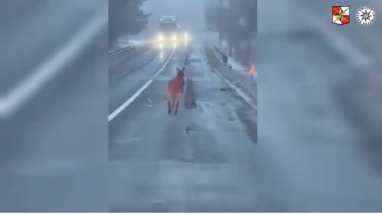 Toto sa v našich končinách len tak nevidí. Klokan utiekol a preháňal sa po ceste, nasledoval „športový súboj“ s policajtami