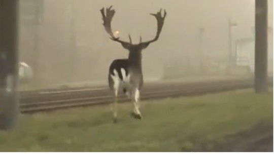 Takto si daniel pobehoval po Bratislave. Jeho kroky viedli aj k semaforu, ktorý zdemoloval Andrej Danko