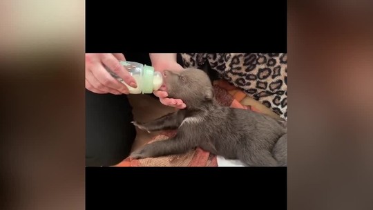 Smútok aj nádej v Bojniciach. Najslabšie medvieďa museli utratiť, zvyšným dvom sa darí dobre